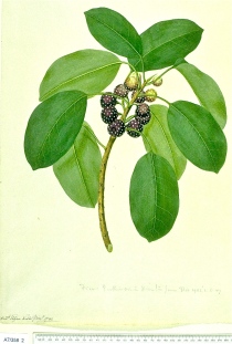 Sydney Parkinson, Banks' Florilegium, Endeavour botanical illustrations, Mrs Morgan's Florilegium, Natalie Waddell,